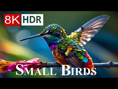 Small BIRDS 8K HDR - Names and Sounds