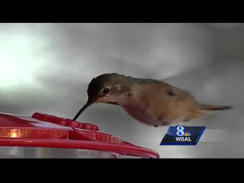 Wild Moments: All about hummingbirds