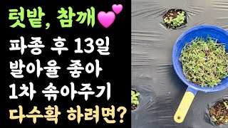 텃밭 참깨???? 파종 후 13일???? 발아율 좋아 1차 솎아주기???? 다수확 하려면?