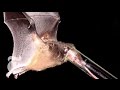 Tiny Bat, Long Tongue - ScienceTake