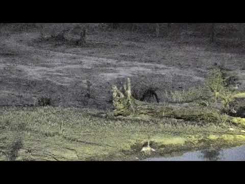 Djuma: Egyptian Geese pair fussing at Verreaux's Eagle Owl - 04:20 - 11/18/18