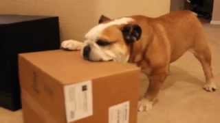preview picture of video 'Bagel the Bulldog: Destroying Cardboard (5/15/14)'