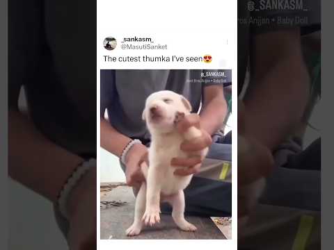 best thumka in the world 🥰🫣🐶 #dogs #babydoll #cutepuppy