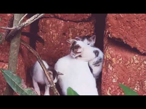 Cute little Kittens with their Mom cat