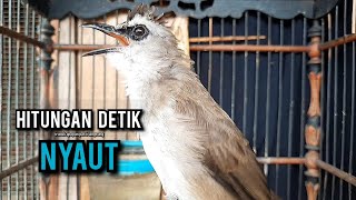 Download lagu trucukan gacor TARUNG ROPEL PANJANG pancingan trucukan agar bunyi jadikan burung trucuk gacor NYAUT mp3 Download lagu trucukan gacor TARUNG ROPEL PANJANG pancingan trucukan agar bunyi jadikan burung trucuk gacor NYAUT mp3