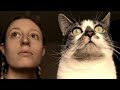 This Woman Just Can T Get Enough Of Her Cats Parody Of Chaise Longue By Wet Leg