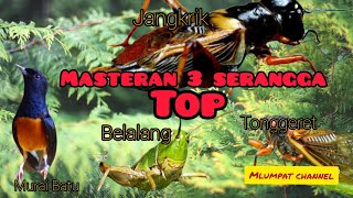 Download lagu MASTERAN PALING TOP. TIGA SERANGGA JANGKRIK, TONGGERET DAN BELALANG UNTUK BURUNG OCEAN mp3 Download lagu MASTERAN PALING TOP. TIGA SERANGGA JANGKRIK, TONGGERET DAN BELALANG UNTUK BURUNG OCEAN mp3