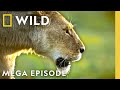Queens Animal Kingdom Royalty MEGA EPISODE Nat Geo Animals