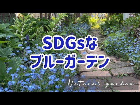 森林の泡沫雑草 植物