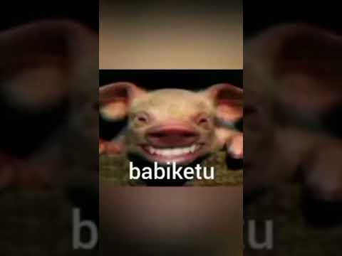 Lucu babi ketu🤣