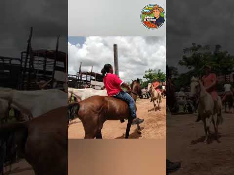 Feira de Cavalo e Animais de Abreu e Lima-PE Sábado: 28/02/26 #omelhordonordestepe #cavalo #feira