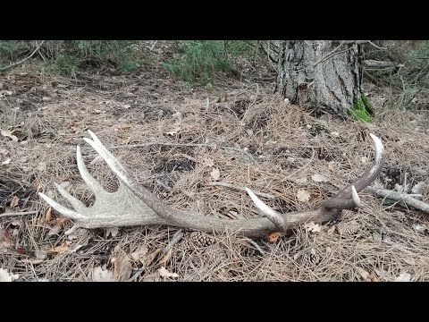 Palchi di cervo , 03 / 2024 . Il "sei "