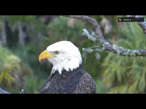 8-27-18 Romeo returns!