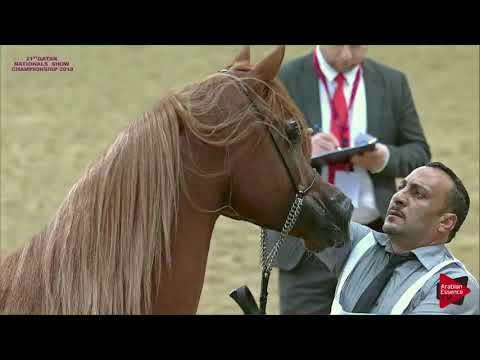 N.309 MARDF AL SHAQAB - 21st Qatar National 2018