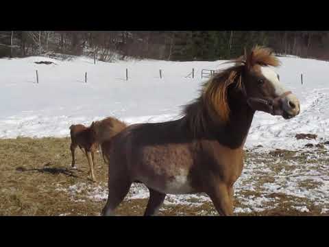 Norooz blowing of energy