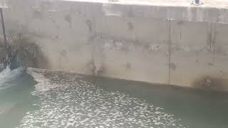 Filter Bed Bachwash