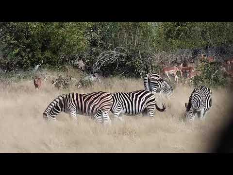 Djuma: Impalas, Zebras and Wildebeests-Pt:2 - 10:54 - 07/10/20