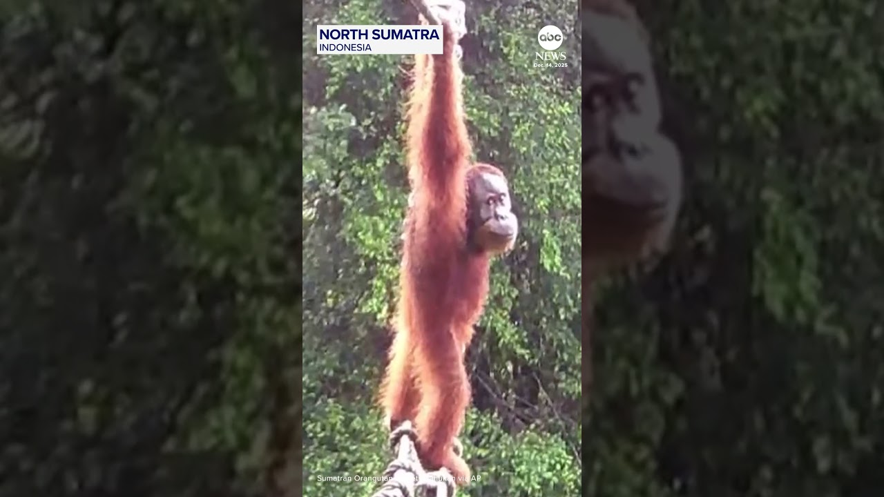 Orangutan caught on camera for first time using human-made rope bridge - YouTube