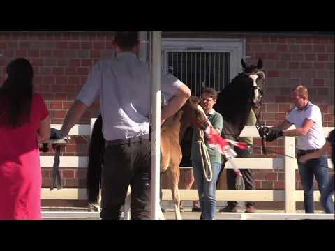 Hengst von Escamillo