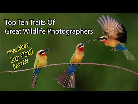 Top Ten Traits Of Great Wildlife Photographers