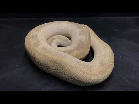 Ball Python Morphs #15  Clowns Part 2