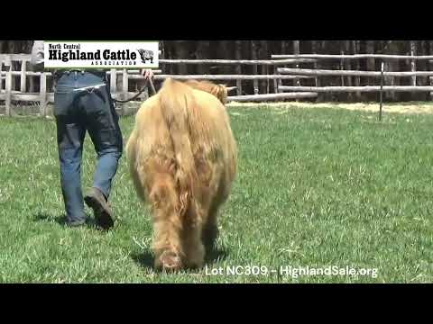 Lot NC309 - CSF HONEYTREE (D)