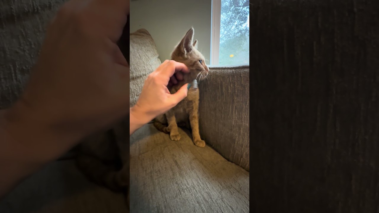 Enlarge FORGE , an adopted mixed breed in Southbridge , MA video 4/6