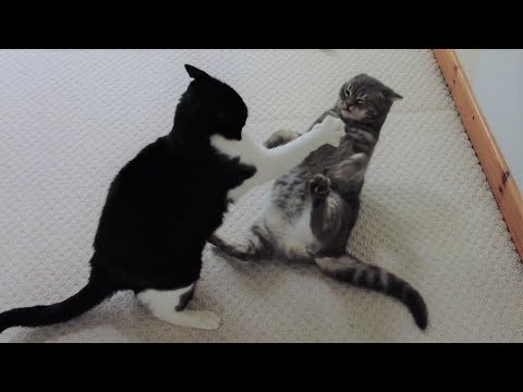 Cats Play Fighting