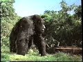 Mighty Joe Young 1998 Teaser VHS Capture