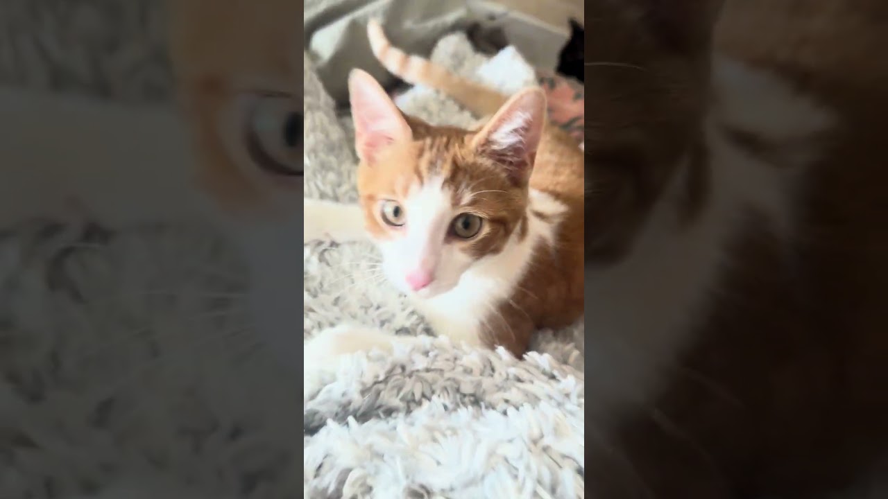 Enlarge Cornbread, a Adoptable mixed breed in Hyattsville, MD video 2/6