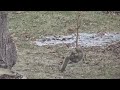 The Daring Young Squirrel On The Flying Trapeze WITHOUT A NET