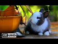 Bunny Love Relaxing Piano Music And Cute Rabbit Videos 4K Videos