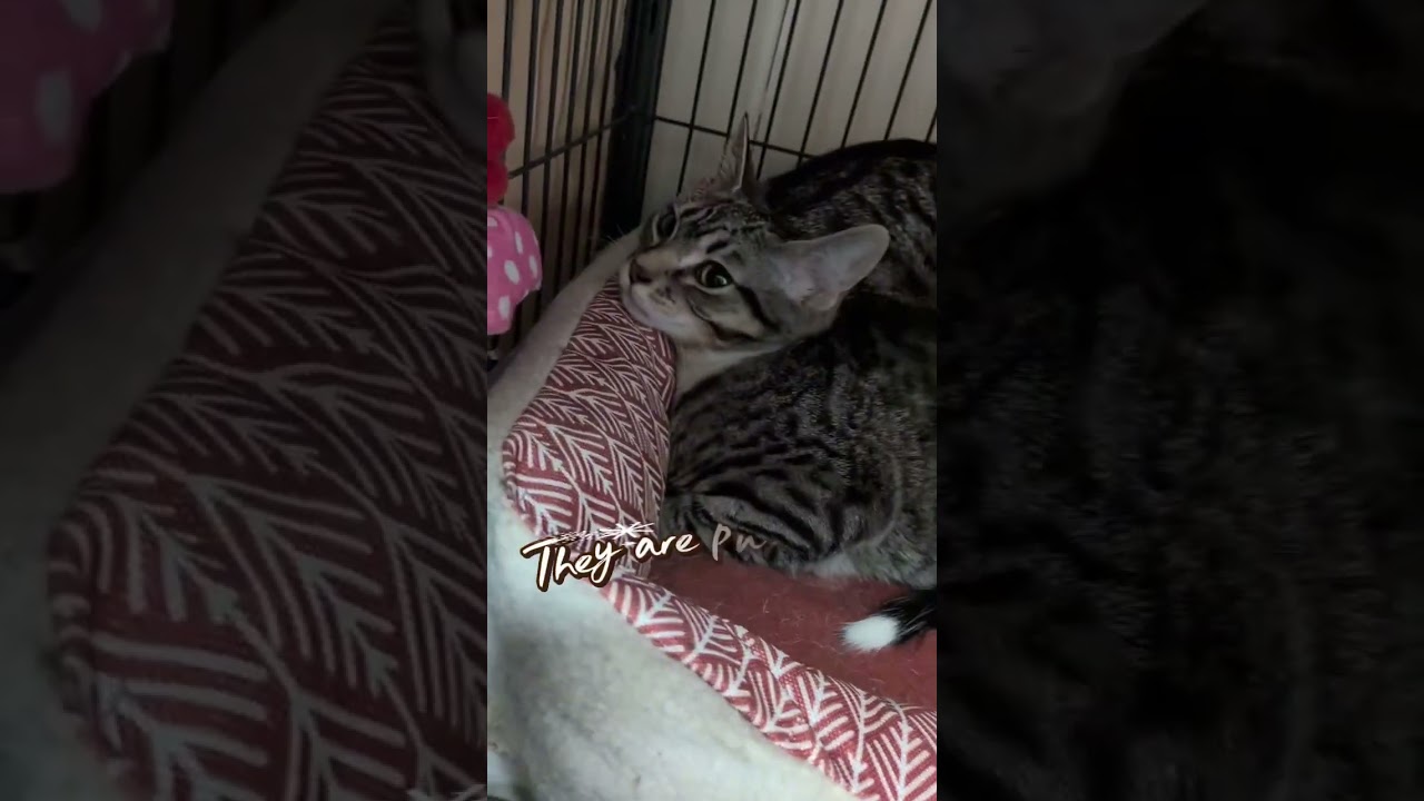 Enlarge Richie, a Adoptable mixed breed in Libertyville, IL video 4/4