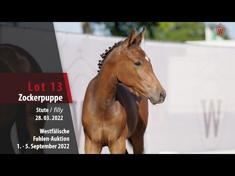 Fohlen-Auktion Lot 13 Zockerpuppe Stute v. Zoom - Lugato