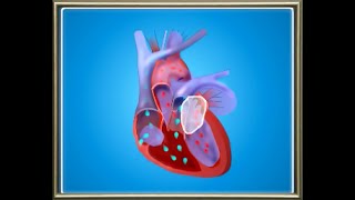 Science: Biology: Circulatory System: The organ systems in Human body