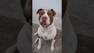 debes hacer la prueba!!! #parati #pitbull #perros #perroshermosos