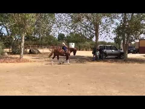 Bombproof andalusian gelding ideal for Adults amateurs