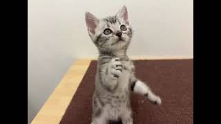 アメリカンショートヘアの動画01