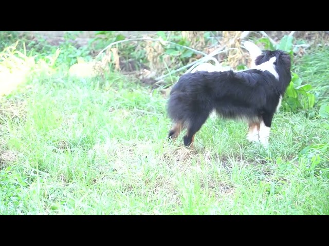 Australian Shepherd puppy