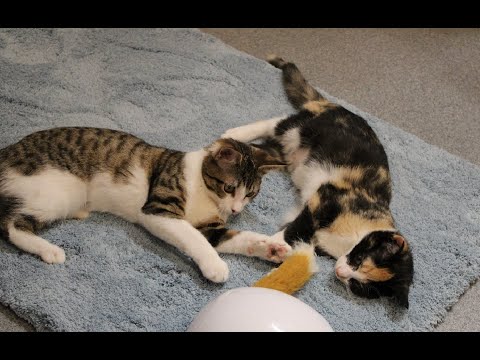 Adoption of Amazon and Yamina 06-21-2023 -- Friends of Felines Rescue Center (FFRC)