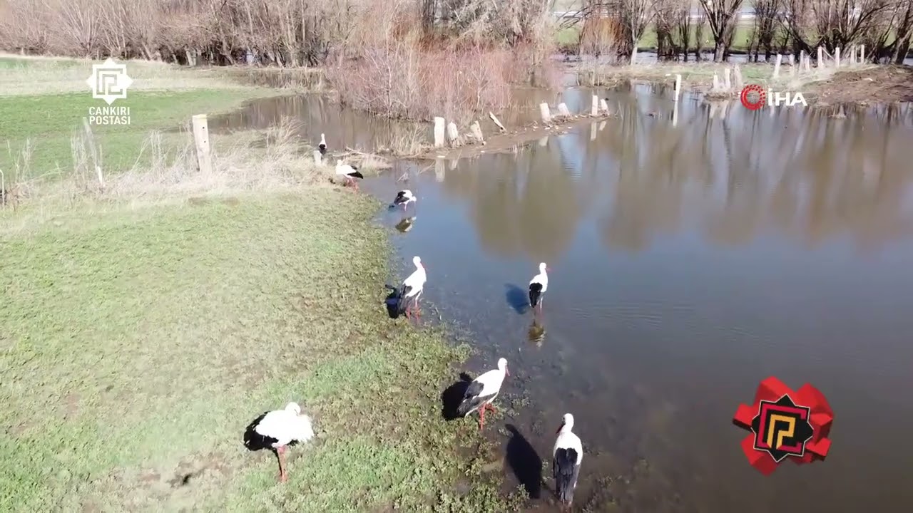 Çankırı’da Leyleklerin Göç Molası Görsel Şölen Oluşturdu