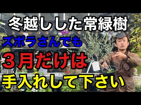 【致命的になる前に】常緑樹で今見て欲しいポイントが3つあります。