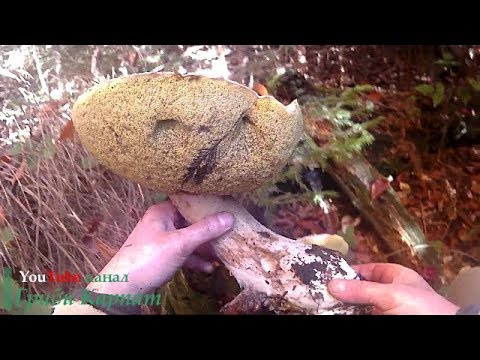 Білий Гриб Вагою 1.2 кг. Белый Гриб весом 1.2 кг. White Mushroom Weight 1.2 kg