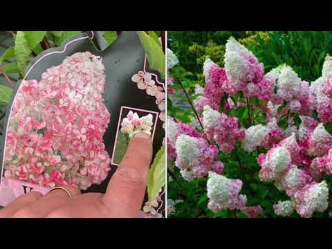 When to plant Hydrangea Paniculata