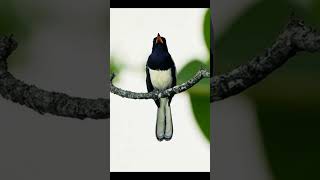 Download lagu Suara burung ❗ burung relaksasi pagi 🎵 Burung Gagak Robin #suaraburung mp3 Download lagu Suara burung ❗ burung relaksasi pagi 🎵 Burung Gagak Robin #suaraburung mp3