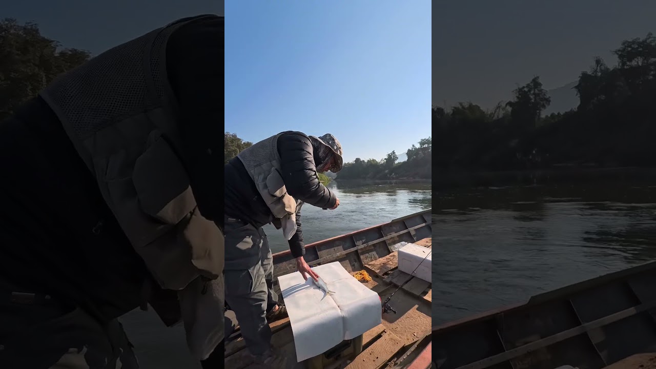 ปลาสะนาก ปลาที่ชาวบ้านไล่  #shimano_fishing #fishing