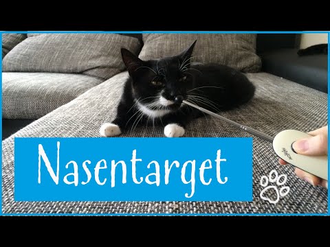 Nasentarget: Clickertraining mit Katzen