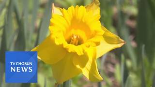 푸른 바다 위에 앉은 노란 봄 [영상에세이][네트워크매거진]