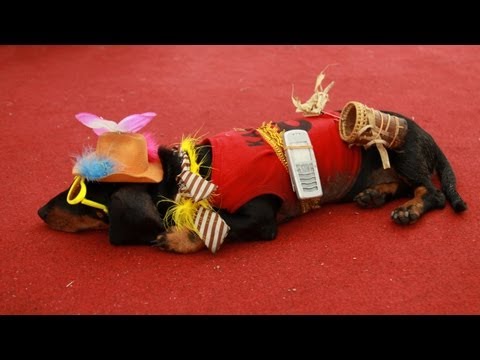 The Most Popular Dog of Sabah