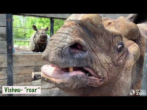 Rhino Vocalizations- Greater One-Horned Rhino And White Rhinos
